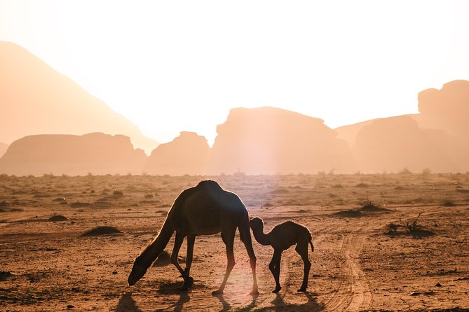 Petra and Wadi Rum Day Excursion with Hotel Collection - Arriving at Petra through the Siq