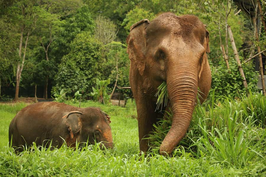 Phuket: Elephant Nature Reserve Entry Ticket and Guided Tour - Key points before you book