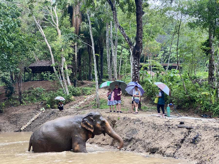 Phuket: Elephant Nature Reserve Entry Ticket and Guided Tour - Why the no-touch rule matters at Phuket Elephant Nature Reserve