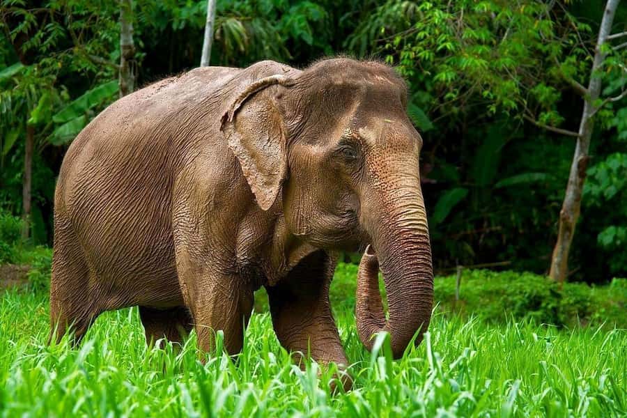 Phuket: Elephant Nature Reserve Entry Ticket and Guided Tour - Preparing food and meeting rescued elephants