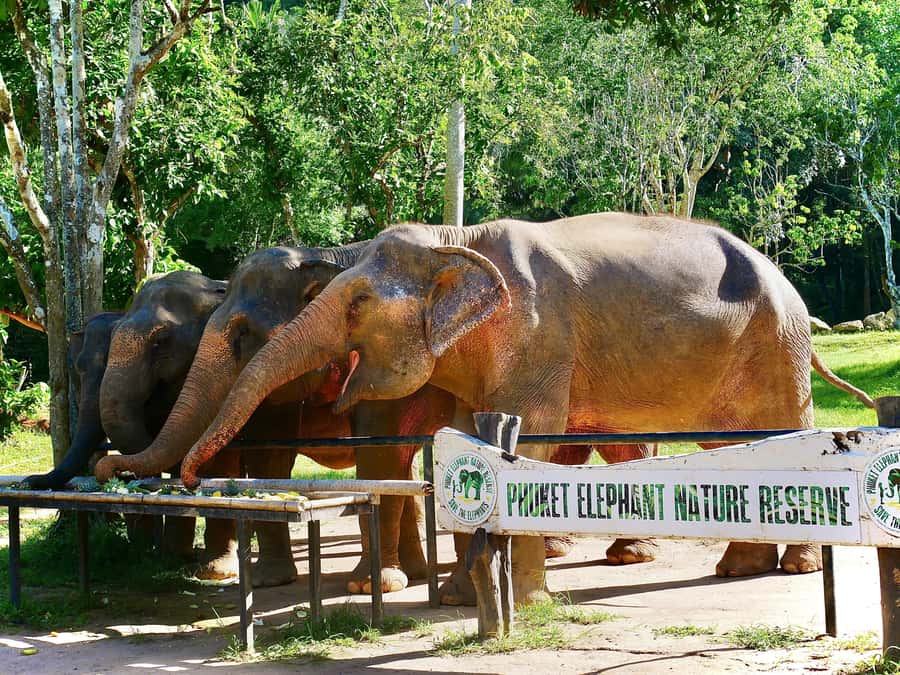 Phuket: Elephant Nature Reserve Entry Ticket and Guided Tour - Learning the elephants’ individual stories