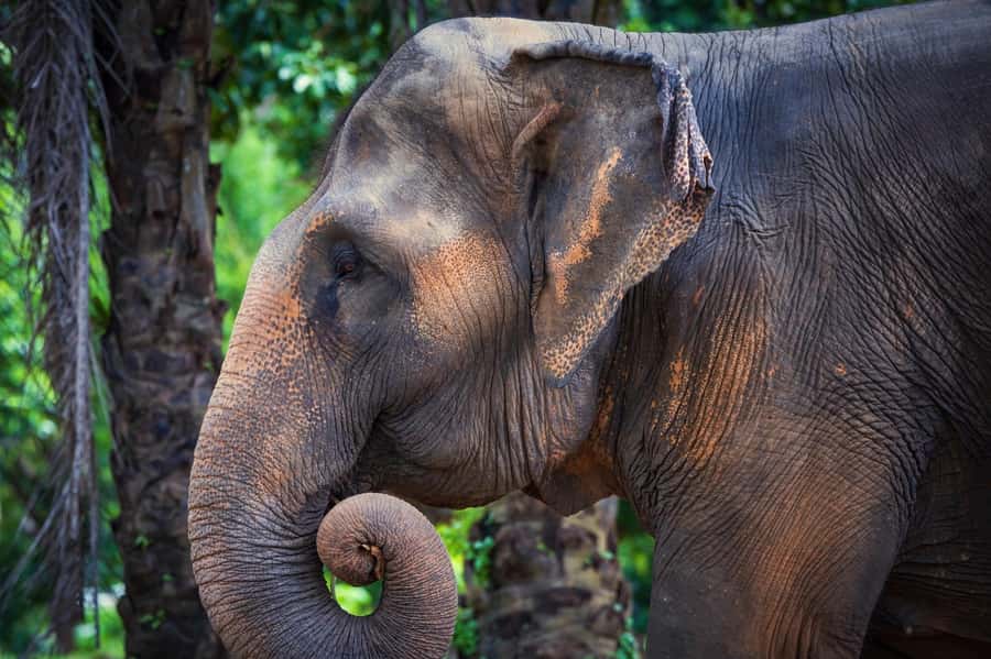 Phuket: Elephant Nature Reserve Entry Ticket and Guided Tour - Walking toward the jungle observation area