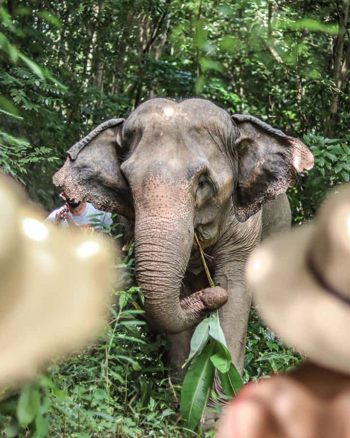Phuket: Elephant Nature Reserve Entry Ticket and Guided Tour - The value of $37 per person
