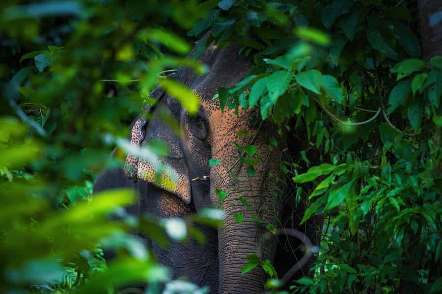 Phuket: Elephant Nature Reserve Entry Ticket and Guided Tour - Who will enjoy this experience most