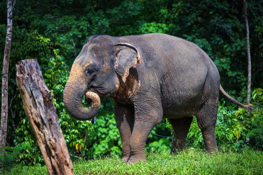 Phuket: Elephant Nature Reserve Entry Ticket and Guided Tour - Practical tips for a better visit
