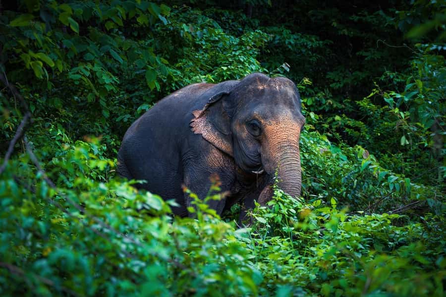 Phuket Elephant Nature Reserve - Half Day Elephant Adventure - What the price includes at $96