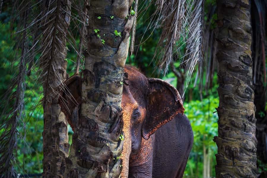 Phuket Elephant Nature Reserve - Half Day Elephant Adventure - How the four-hour schedule feels