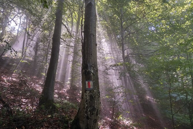 Piatra Craiului National Park Private Hiking Tour from Brasov - Who should book this mountain day?