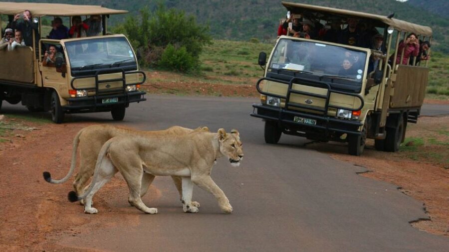 Pilanesberg Full-Day Shared Safari with Sun City Visit - Key points to know before booking