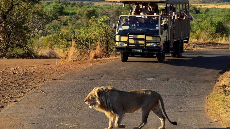 Pilanesberg Full-Day Shared Safari with Sun City Visit - Why this full-day combination works