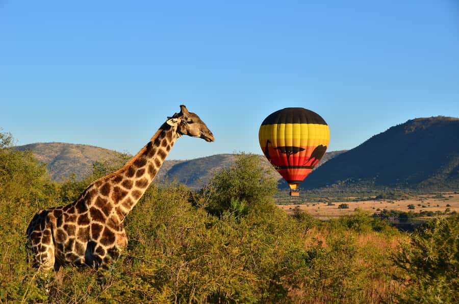 Pilanesberg National Park/Sun City Hot Air Balloon Safari - A dawn start in Sun City or Pilanesberg