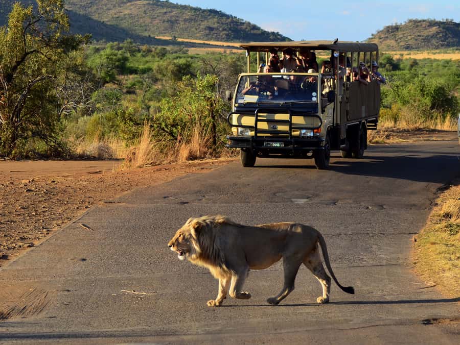 Pilanesberg National Park/Sun City Hot Air Balloon Safari - Landing, bubbly, and a signed certificate