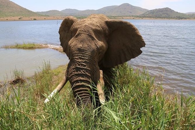 Pilanesberg Nature Reserve - Key points to know before you book