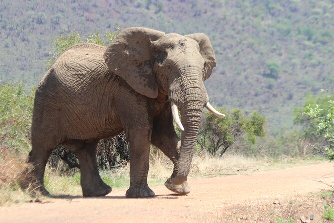 Pilanesberg Nature Reserve - The 06:00 pickup sets the tone