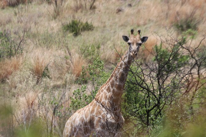 Pilanesberg Nature Reserve - Lunch at Zebra Crossing Restaurant