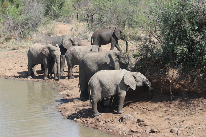 Pilanesberg Nature Reserve - Photos without missing the moment