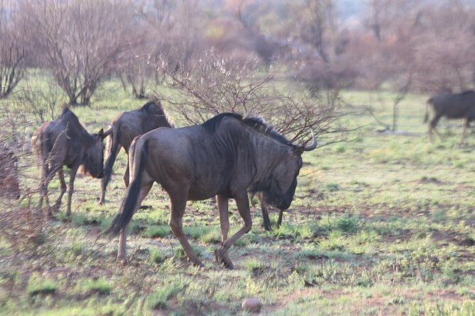 Pilanesberg Nature Reserve - What the $229.31 price includes