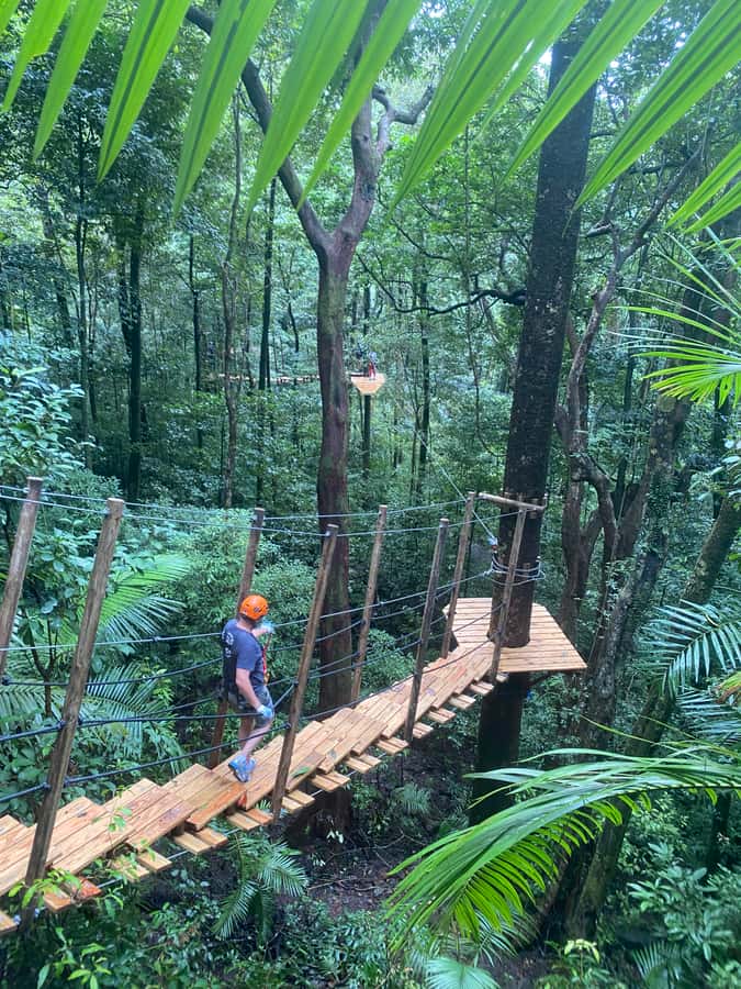 Port Douglas: Daintree National Park Tour, Cruise, & Zipline - Key points at a glance