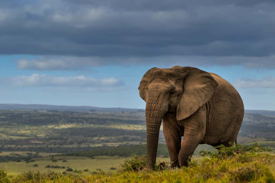 Port Elizabeth: 2-Day Addo Elephant Park Safari - Key points to know before booking