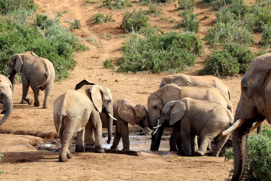 Port Elizabeth: 2-Day Addo Elephant Park Safari - Should you book it?