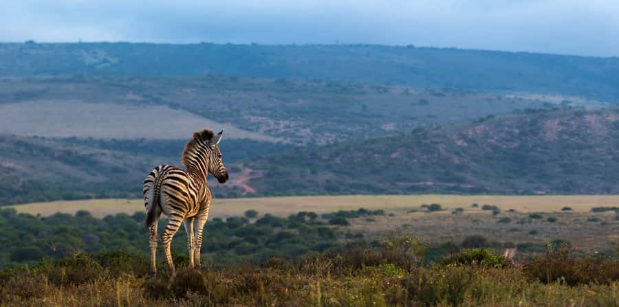 Port Elizabeth: 2-Day Addo Elephant Park Safari - Why Addo works well for a short safari