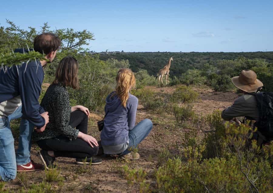 Port Elizabeth: 2-Day Addo Elephant Park Safari - The one-night stay and included meals