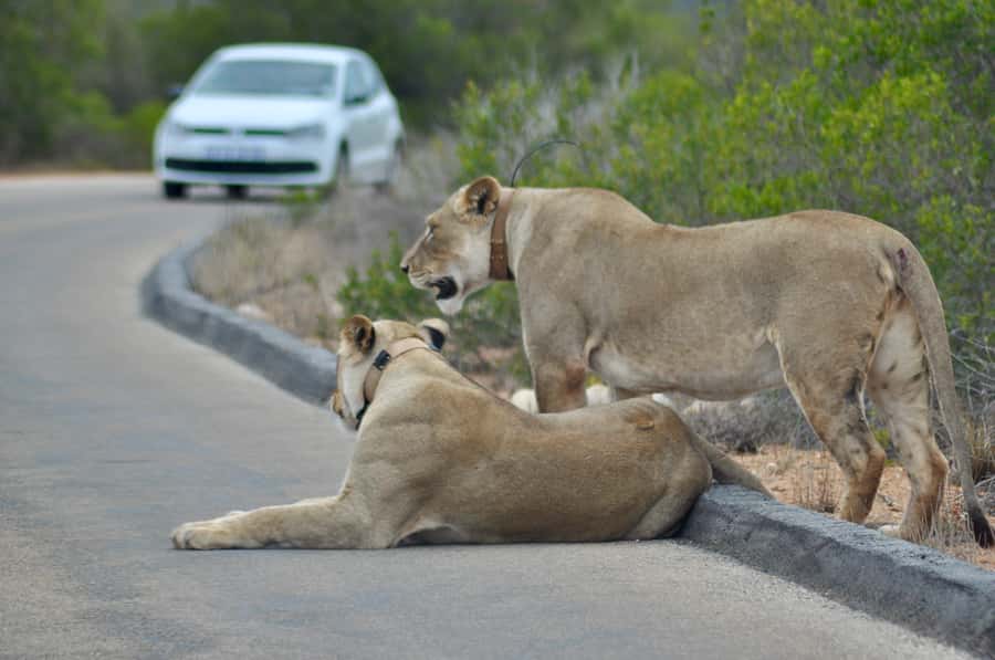 Port Elizabeth: Addo Elephant Park All-Inclusive Day Safari - Key points at a glance