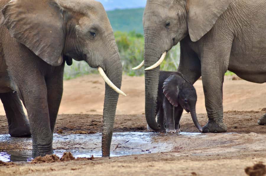 Port Elizabeth: Addo Elephant Park All-Inclusive Day Safari - Booking details that matter