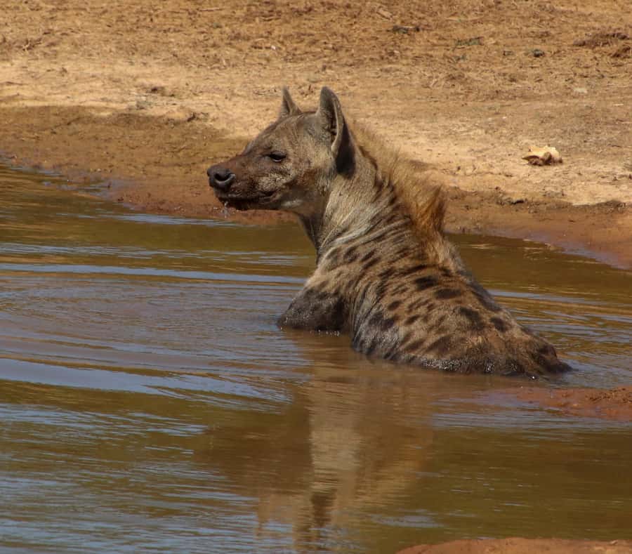 Port Elizabeth: Addo Elephant Park All-Inclusive Day Safari - Why Addo works so well for a one-day safari