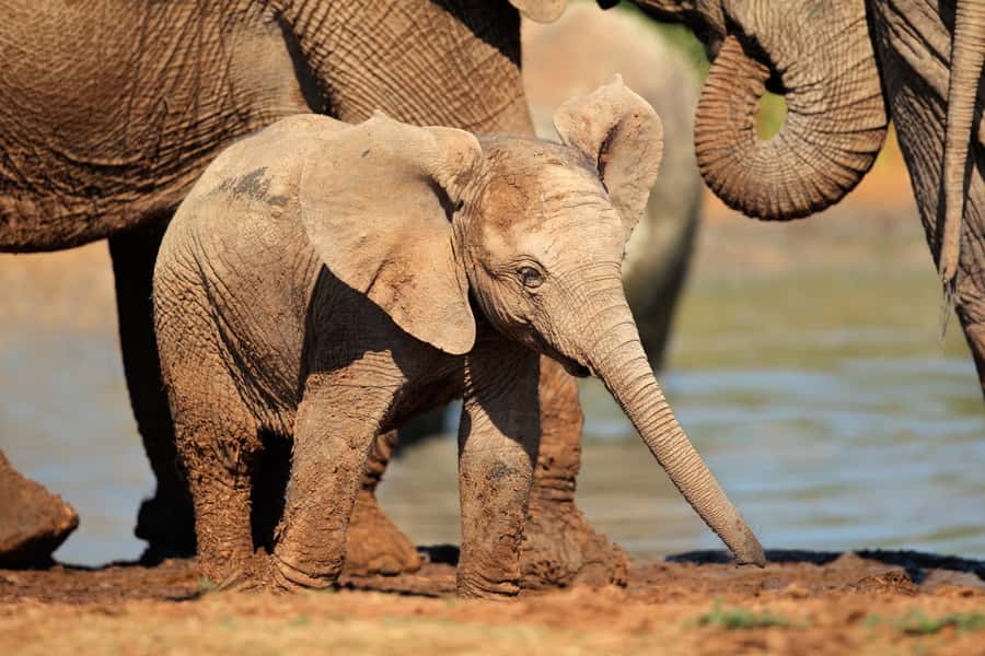 Port Elizabeth: Addo Elephant Park All-Inclusive Day Safari - The morning drive: three hours to find Addo’s animals