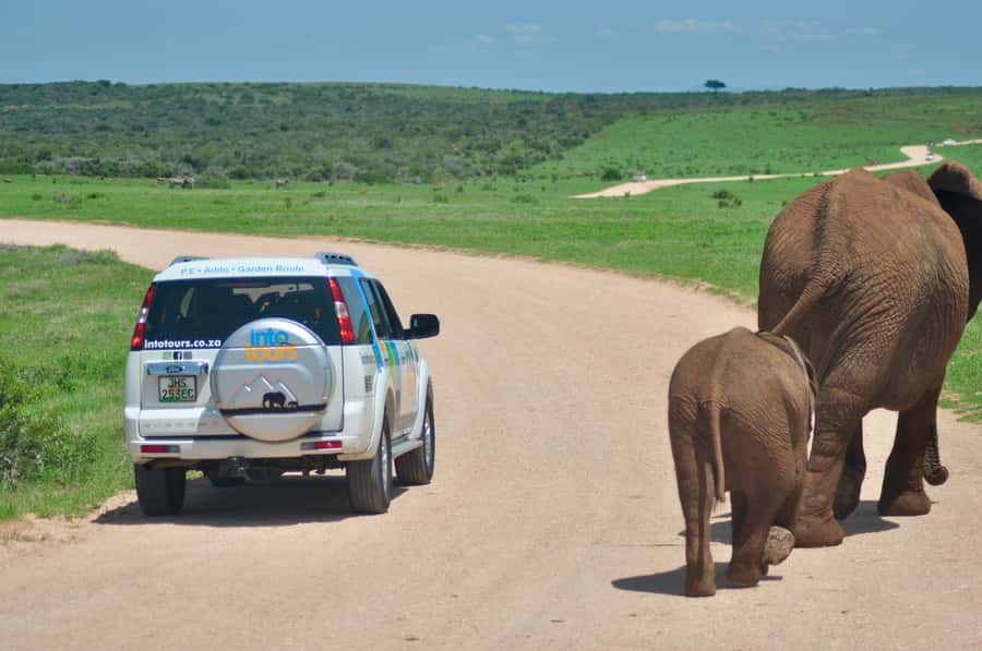 Port Elizabeth: Addo Elephant Park All-Inclusive Day Safari - Viewpoints, open plains, and the value of patience