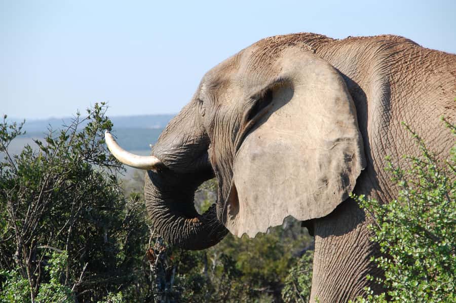 Port Elizabeth: Addo Elephant Park All-Inclusive Day Safari - Lunch inside the park and the midday pause