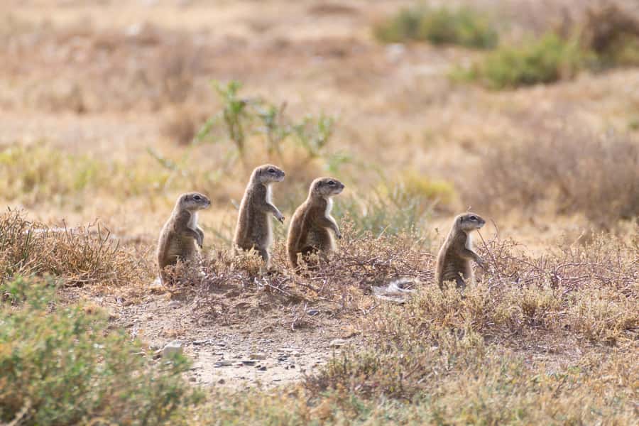 Port Elizabeth: Addo Elephant Park All-Inclusive Day Safari - The afternoon drive: another three hours to search