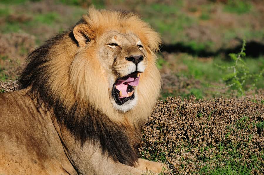 Port Elizabeth: Addo Elephant Park All-Inclusive Day Safari - What the $176 price includes