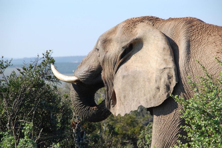 Port Elizabeth: Addo Elephant Park All-Inclusive Day Safari - Who will enjoy this Addo safari most