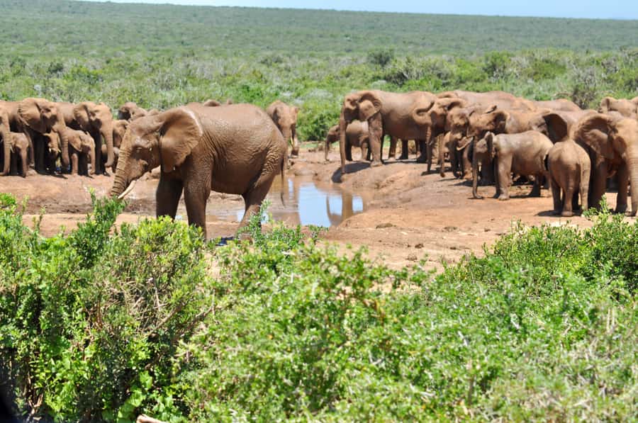 Port Elizabeth: Addo Elephant Park All-Inclusive Day Safari - The Port Elizabeth pickup and 35-minute drive