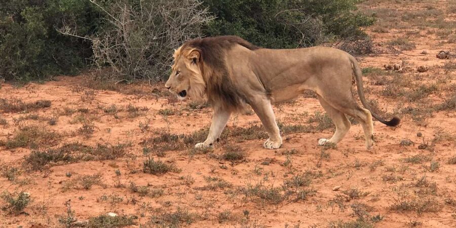 Port Elizabeth: Addo Elephant Park Shore Excursion & Safari - Should you book it?