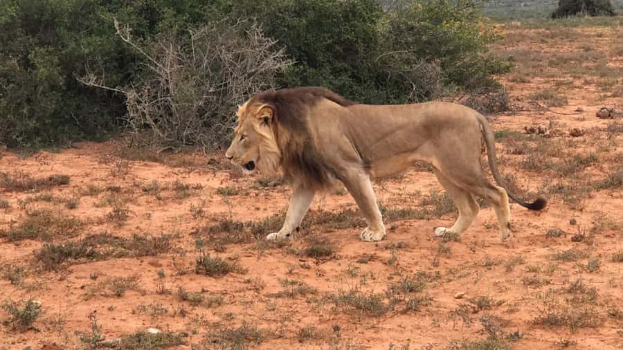 Port Elizabeth: Addo Elephant Park Shore Excursion & Safari - Why Addo is worth the long day