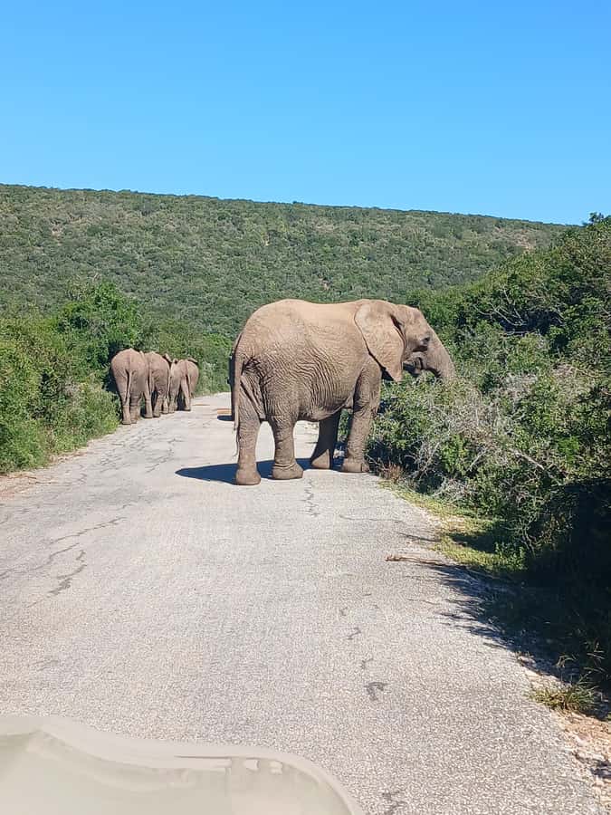 Port Elizabeth: Addo Elephant Park Shore Excursion & Safari - What the $159 price really covers