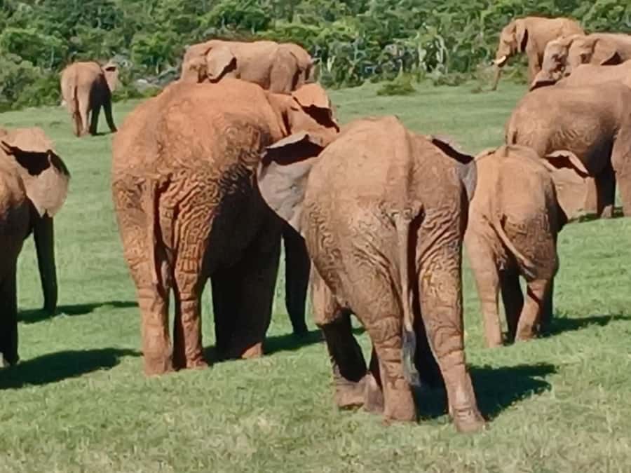 Port Elizabeth: Addo Elephant Park Shore Excursion & Safari - Pickup, comfort, and mobility concerns