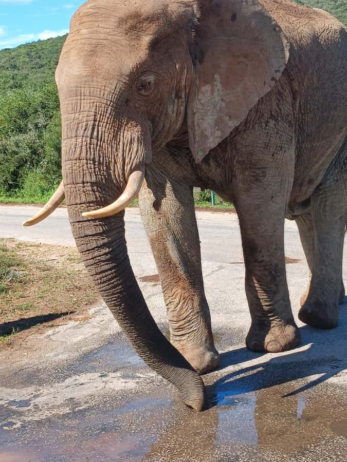 Port Elizabeth: Addo Elephant Park Shore Excursion & Safari - Who will enjoy this Addo excursion