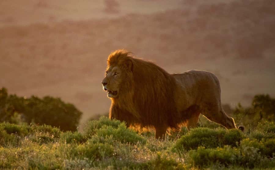 Port Elizabeth: Addo Elephant Park Shore Excursion with BBQ - Key points to know before booking