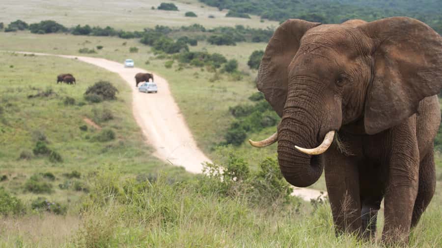 Port Elizabeth: Addo Elephant Park Shore Excursion with BBQ - The morning drive at Mathloweni Gate