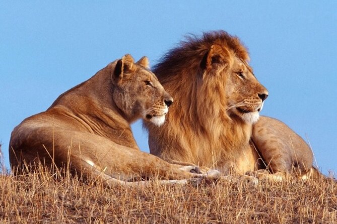 Private 1 Day Akagera Big Five Safari with pick up and lunch. - Key points before you book