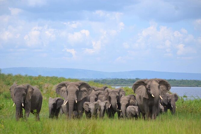 Private 1 Day Akagera Big Five Safari with pick up and lunch. - Leaving Kigali at 5:30 a.m.