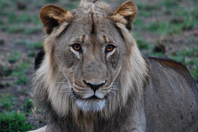 Private 1 Day Akagera Big Five Safari with pick up and lunch. - Six hours among Akagera’s animals