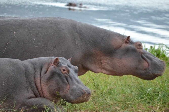 Private 1 Day Akagera Big Five Safari with pick up and lunch. - What the private 4x4 means on rough roads