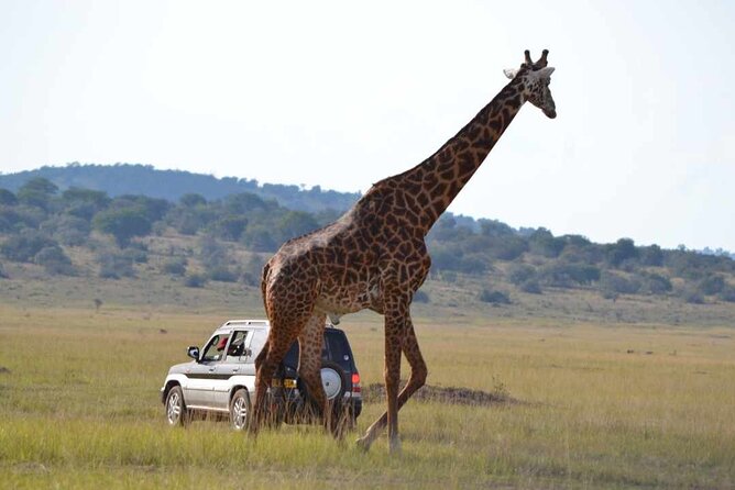 Private 1 Day Akagera Big Five Safari with pick up and lunch. - Lunch, water, and the true cost of the day
