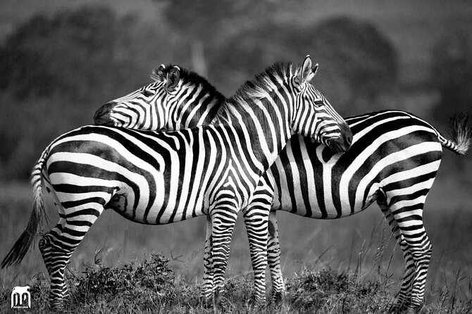 Private 1 Day Akagera Big Five Safari with pick up and lunch. - Timing, comfort, and who should choose it