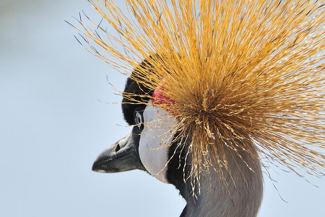 Private 6-Day Great Migration Ndutu Serengeti Safari Tour - Day 4: A full day with the migration